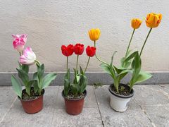 -荷兰花海