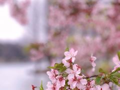 -上海辰山植物园