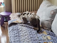 -纳吉亚猫专科动物医院博雅分院