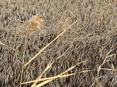 -野鸭湖国家湿地公园