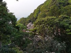 -梧桐山风景名胜区