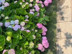 -金银湖国家城市湿地公园