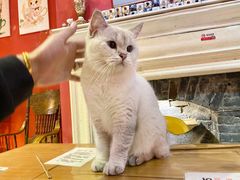 -猫色咖啡·猫咖