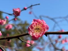 -无锡梅园公园