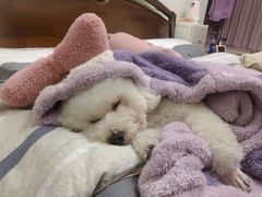 -佳雯宠物医院·皮肤科·内外科(春晓路分院)