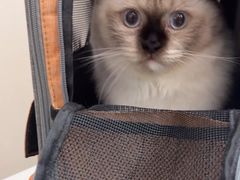 -瑞鹏宠物医院·普外科·影像科·皮肤科(城市山谷分院)