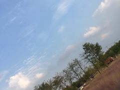 -大塘金香草谷