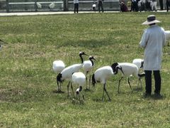 -盐城丹顶鹤湿地生态旅游区