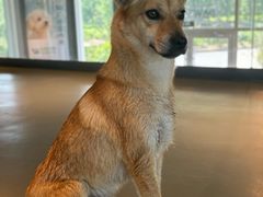 -爪吧宠物乐园 (温榆河示范区店)