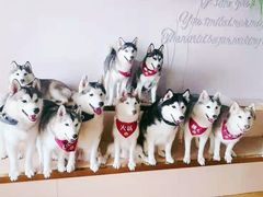 -Husky Go! 哈士奇体验馆·宠物咖啡厅狗咖