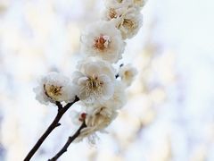 -梅花山(明孝陵内)