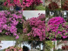 -深圳仙湖植物园