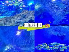 -海合安武汉极地海洋公园