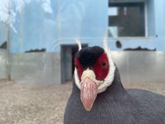 -青藏高原野生动物园