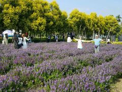 -广东花都香草世界旅游度假区