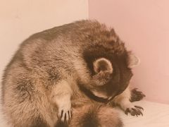 -浣熊柯尔鸭土拨鼠·电玩咖