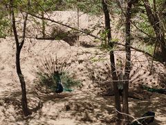-青藏高原野生动物园