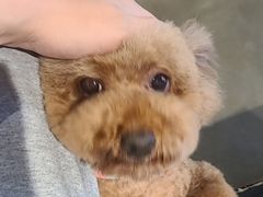 -PETKIT 小佩宠物·低压洗护·美容·寄养(安远店)