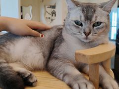 -有喵·猫咖·狗咖·30几只猫10只小狗(岗厦店)