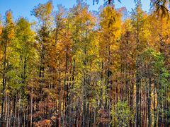 -上海海湾国家森林公园