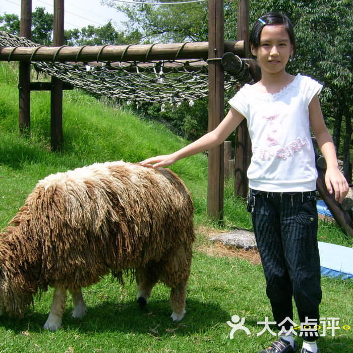 清境农场之青青草原绵羊秀图片-北京自然风光-大众点评网