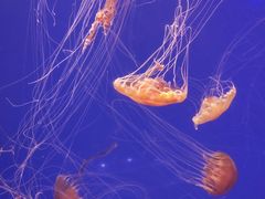 -海合安武汉极地海洋公园