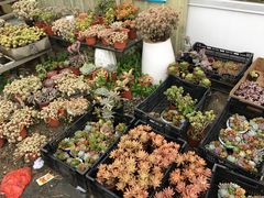 -龙大花卉苗木市场