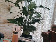 -巴依老爷新疆美食(工体旗舰店)