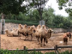 -石家庄市动物园