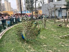 -成都动物园