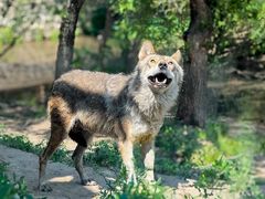 -沈阳森林动物园