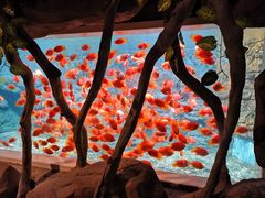 -绍兴梦享海洋公园