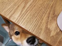 -柴务处·柴犬主题狗咖