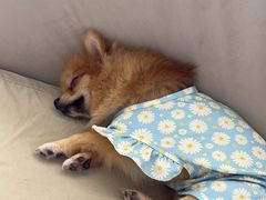 -怪兽屋·羊驼·猫咖·狗咖(俊华广场店)