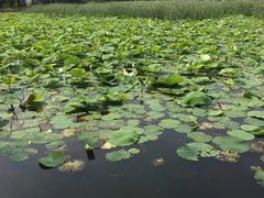 -前关湿地公园