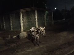 -清迈夜间动物园