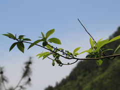 -百杖潭景区