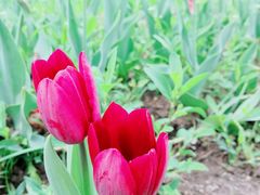 -长春公园(普阳街道)