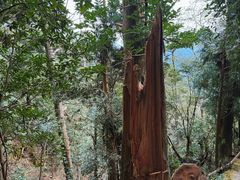 -天目山大树王景区