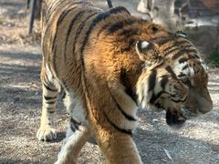 -上海野生动物园老虎餐厅