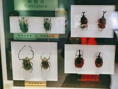 -上海昆虫博物馆