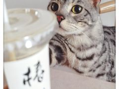 -椿树咖啡