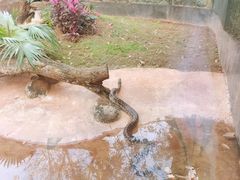 -海南热带野生动植物园