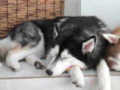 -星多哈·狗咖·拼豆·咖啡