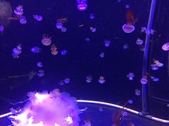 -成都浩海立方海洋公园