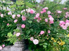 -桃花岛公园