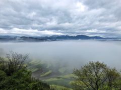 -桑洲油菜花景区