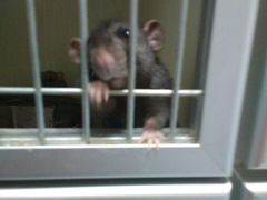 -瑞派·关忠动物医院·异宠专科·犬猫肿瘤·皮肤专科(望京店)