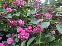 -木塔寺遗址生态公园