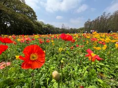 -上海共青森林公园